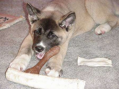 Hachi the Akita puppy is laying on a carpet and chewing on a bone with two other rawhide bones also in front of him.