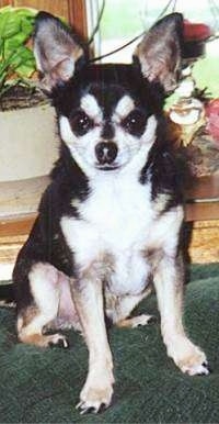 Damon the black and white Chihuahua is sitting on a green blanket and looking at the camera holder with a house plant behind him