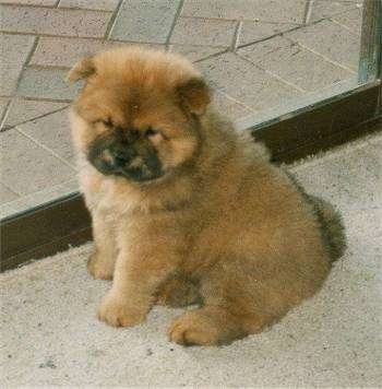 Caboose the red with a black muzzled Chow Chow puppy is sitting on a carpet in a doorway in between rooms