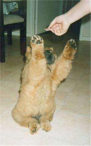 Caboose the Chow Chow Puppy is sitting on its hind legs and reaching up with its front paws to get to a treat.