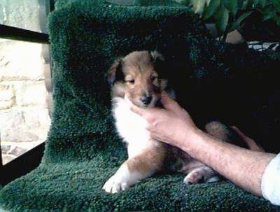 Maximus the Rough Collie Puppy is sitting on a chair covered in a green towel. A person is posing its head towards the camera