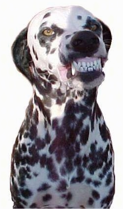 A Dalmatian is sitting and it is showing its teeth