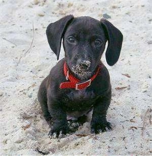 Dachshund Puppies on Dachshund Puppy Dogs