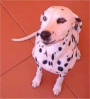 Sasha the Dalmatian is sitting on large red tiles looking up in what appears to be a flirting manner at the camera
