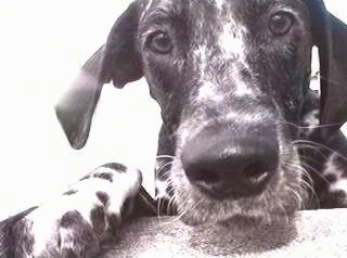 Close Up -A black and white photo of Liam the mostly black with some white Dalmatian is looking down over the edge of a ledge