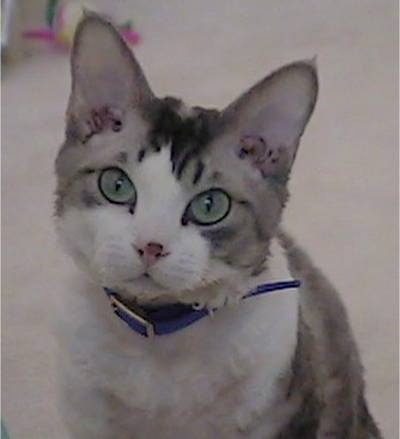 Close Up - Milo the Devon Rex is sitting on a carpeted floor and looking toward the camera holder