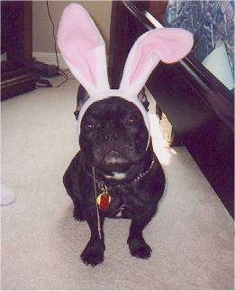 Pete the black French Bulldog is sitting next to a bed wearing a pair of rabbit ears and there is a foot long string of drool hanging from the side of his mouth.