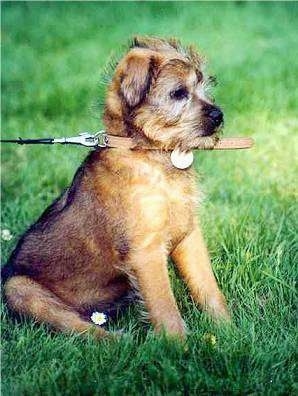 Floppy the Hollandse Smoushond puppy is sitting out in a grassy field and looking forward