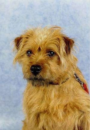 Floppy the brown Hollandse Smoushond dog is sitting in front of a sky blue backdrop