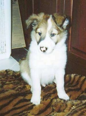 A brown and white with black Scotch Collie puppy is sitting on a tiger-striped rug, it is looking down and to the left.