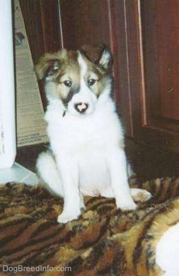 A fuzzy brown and white with black Farm Collie is sitting on a tiger print blanket. Its small ears are flopped over towards the front and its nose is half pink in the center and black around the edges.