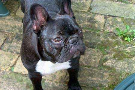 A black and white French Bulldog is standing on a mossy, yellow, brick sidewalk and looking up