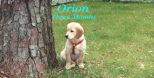 A Golden Retriever puppy is sitting in grass next to a large tree. Overlayed are the words - Orion Three Months.