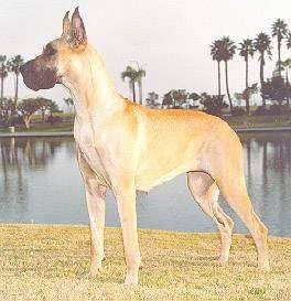 Great Dane Breed