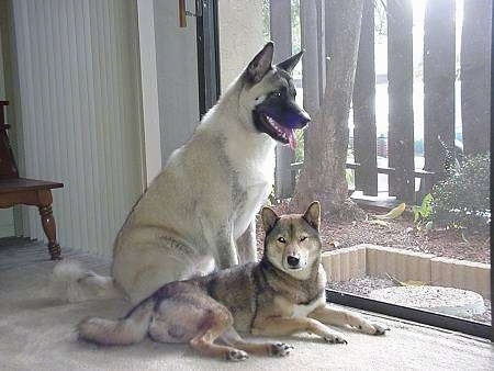 An Akita Inu is laying on a floor next to a white with black Shikoku dog, who is sitting behind it looking out of a sliding door