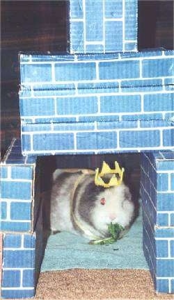 A white and gray Guinea Pig is standing on a towel with a piece of lettuce in its mouth. It is wearing a yellow crown. The guinea pig is standing under blue brick textured boxes that are stacked to look like a castle.