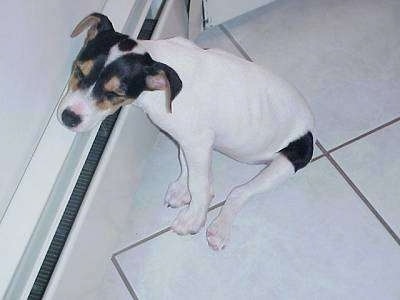 View from above looking down at the dog of a white with black and tan Parson Russell Terrier puppy sitting on a white tiled floor with its head resting on and sleeping on a white heater register.