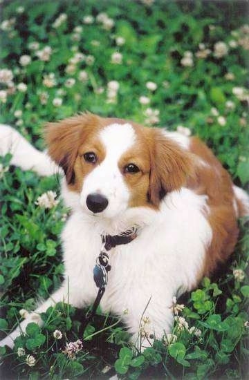 A white with red Kooikerhondje is laying in a field of clover