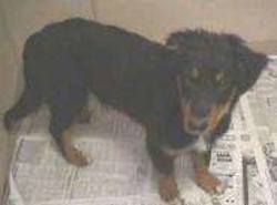 A black with tan puppy with white on his chest standing on newspapers looking up.