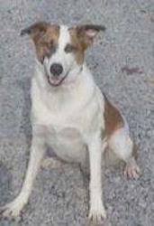 A white dog with tan patches, rose ears that stand out to the sides sitting on a concrete surface. Its mouth is open and it looks like it is smiling.