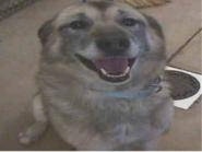 Upper body shot - A tan with black and white German Shepher/Husky mix is sitting in a room next to a food dish. Its mouth is open and it looks like it is smiling.