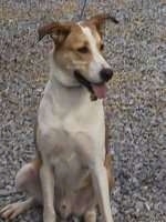 View from the front - A tan with white Shepherd/Labrador Retriever mix is sitting on gravel and it is looking to the right. Its mouth is open and its tongue is out.