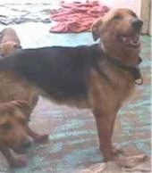 Right profile - A black and brown German Shepherd/Labrador Retriever mix is standing in a room and looking up. Its mouth is open and its tongue is hanging out the side of its mouth. Behind it and in front of it are more mixed breed dogs walking around.