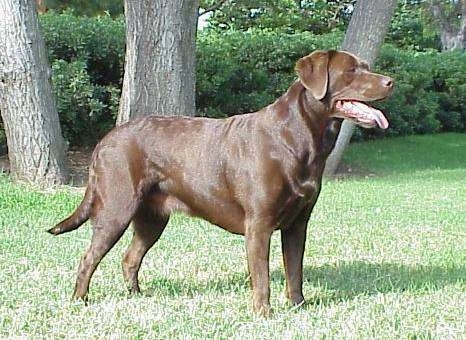 Yellow Labrador Retriever Pictures. Labrador Retriever Pictures 1