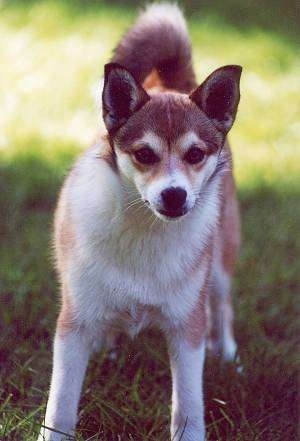 View from the front - A tan with white and black Norwegian Lundehund is standing outside in grass.