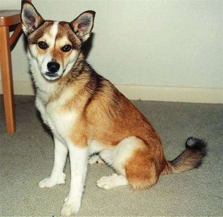 A tan with white and black Norwegian Lundehund is sitting on a tan carpet and looking forward next to a small wooden table.