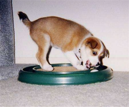 A tan with white and black Norwegian Lundehund is standing on a green round toy and it is biting at a golf ball that is rolling around in it.