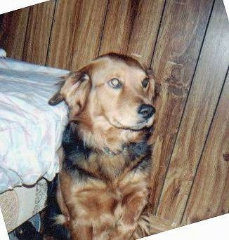 Pop sitting next to a bed with wood panelling behind him