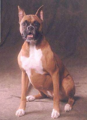 Molly the Boxer sitting in front of a backdrop