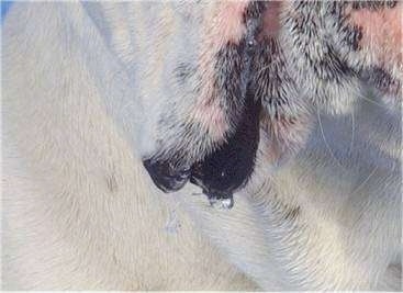 Close Up of a hanging dewlap - A dribble of drool at the side of the mouth of Mugzy the Bulldog