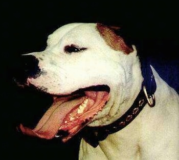 Close up side view head shot - A white with tan American Staffordshire Terrier/Bullmastiff mix wearing a thick black collar with its large mouth open and its tonge curled out. Its eyes are squinty.