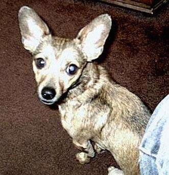 View from the top looking down - A perk-eared, grey and tan Chihuahua mix is sitting on a brown carpet and there is a couch behind it. It has very large ears.