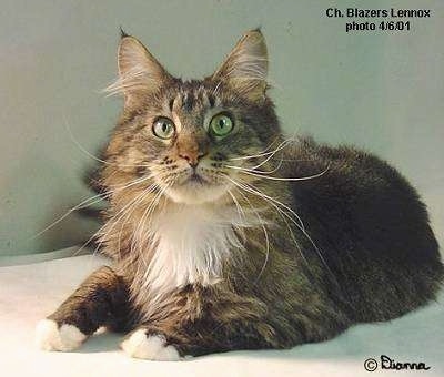 maine coon cat. Maine Coon Cats