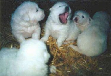 A litter of five white Maremma Sheepdog puppies are sitting in a pile of hay. One of the dogs is yawning.