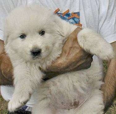 Close up - A plump white Maremma Sheepdog is being held against the body of a person belly-out and looking forward.