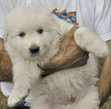 Maremma Sheepdog Puppy Dogs