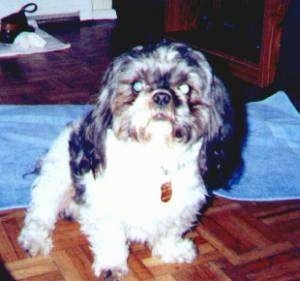 Max the Shih-Tzu standing on a brown floor in front of a blue towel