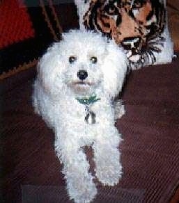 View from the front - A white Miniature Poodle is laying on a brown couch with a pillow with a tiger on it behind it