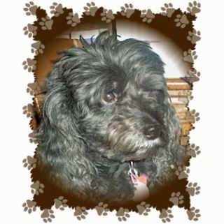 Close Up head shot - A black Miniature Poodle is sitting in a room in front of a rocking chair. Around the Dog image is a frame that is brown and has paw prints around it.
