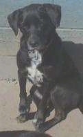 View from the front - A black dog with a white chest is sitting in front of a door outside looking forward.