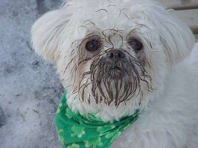 Close up head shot of a long, wavy coated white dog wearing a green bandanna with mud all over the front of its face.