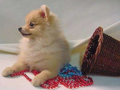 Front view - A tan Pomeranian puppy is laying on a backdrop and on top of red and blue beads. There is a wicker basket to the right of it. The dog is looking to the left