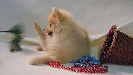 A tan Pomeranian puppy is laying on a backdrop and it is looking to the left and pawing at a feather on a stick being pushed towards it. There is a fallen over wicker basket to the right of it and red and blue beads under it.