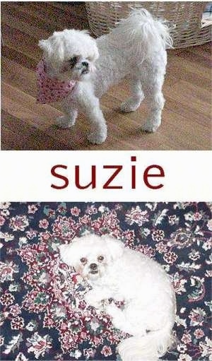 Top picture side view of a wavy coated shaved white toy breed dog standing on a hardwood floor with its fluffy tail curled up over its back.