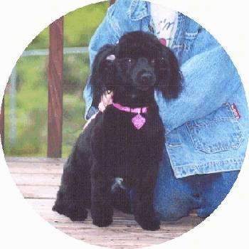 A small breed, black Pomapoo dog is sitting on a porch and there is a person in a jean jacket behind it.