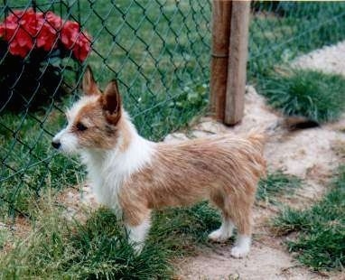 A wiry-looking tan with white Portuguese Podengo is standing in patchy grass in front of a chain link fence facing the left.